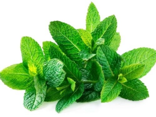 Picture of Mint (Rau Hung Lui) Bunch