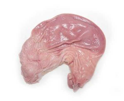 Picture of Pork Stomach Per Pound