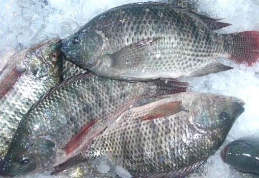 Picture of Whole Tilapia Whole (Ca Ro Phi) By Pound