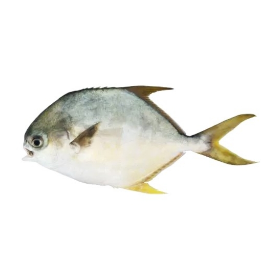 Picture of Fresh Golden Pompano (Ca Chim Vang) By Pound