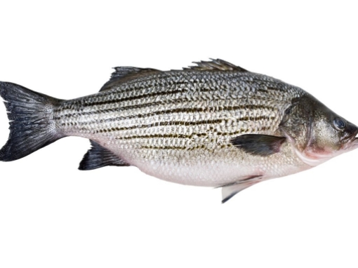 Picture of Fresh Whole Stripped Bass (Ca Hanh Soc) By Pound